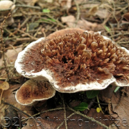 Fungi2 IMG_5302_2.jpg