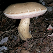 Fungi2 DSCN0921.jpg