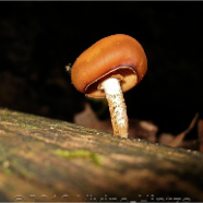 Fungi2 IMG_2582_2.jpg