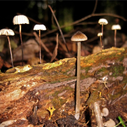 Fungi2 IMG_4520_2.jpg