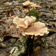 Fungi2 IMG_4521_2.jpg