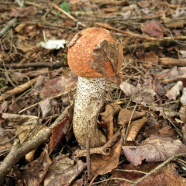 Fungi2 IMG_4791_2.jpg