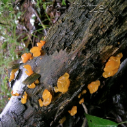 Fungi DSCN0597_2.jpg