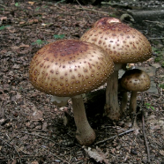 Fungi DSCN0683_2.jpg