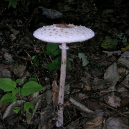 Fungi DSCN3778_2.jpg