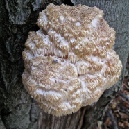 Fungi IMG_2147_2.jpg