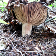 Fungi 117007_07_08_2.jpg